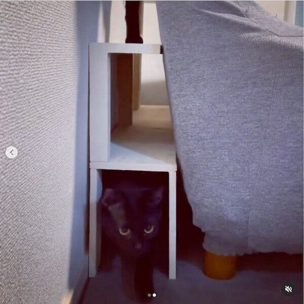 猫のためのDIY作品