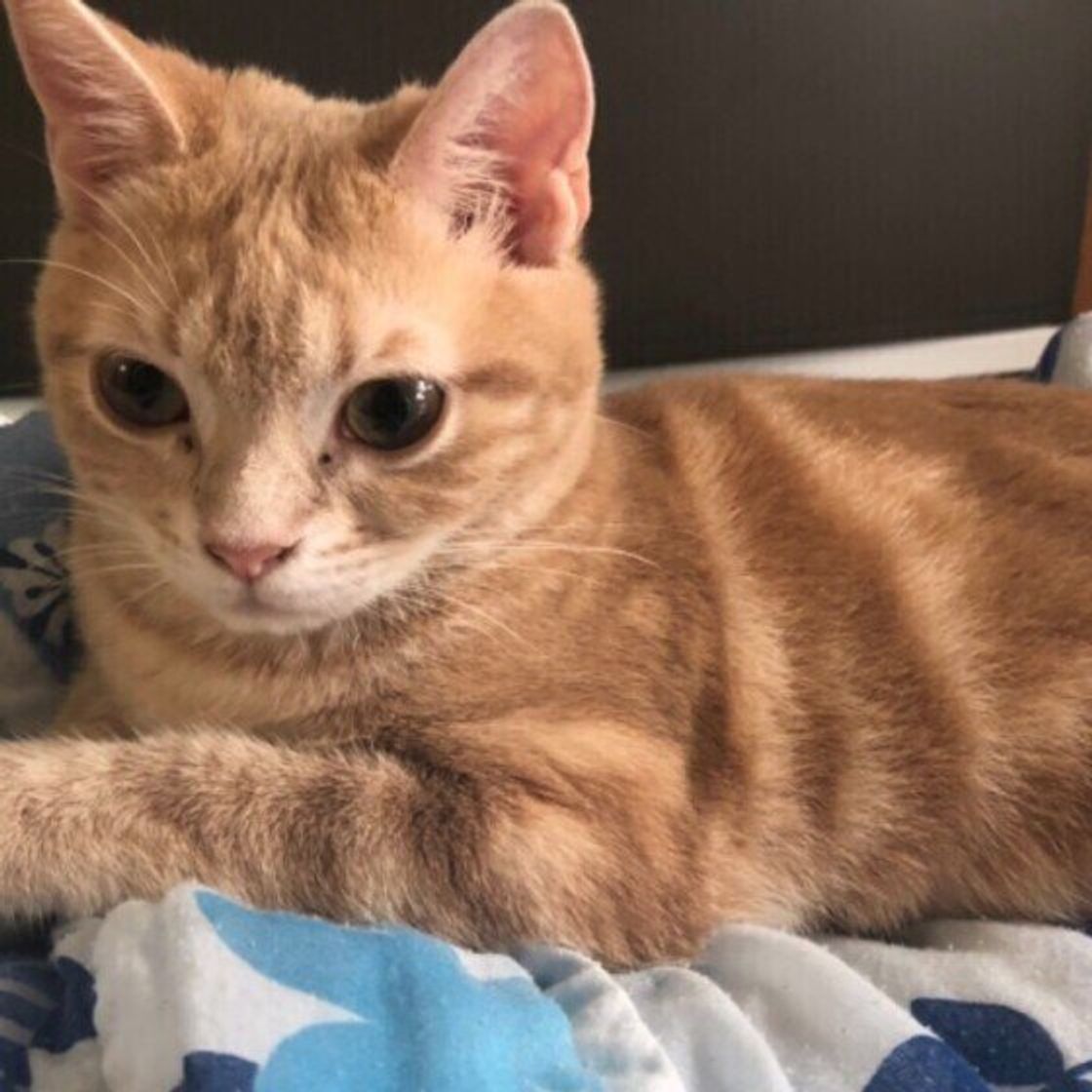 猫種 短い毛の猫と長い毛の猫10種 特徴や性格に違いがあるの ねこのきもちweb Magazine 猫種 短い毛の猫と長い毛の猫10種 特徴や性格に違いがあるの ねこのきもちweb Magazine