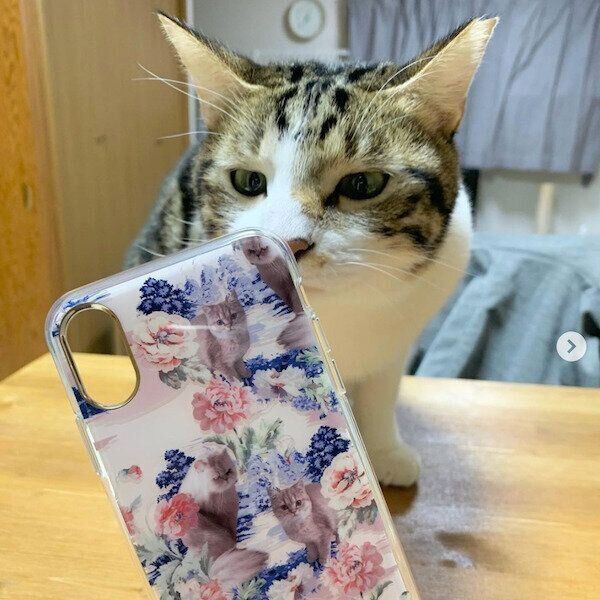 「PAUL＆JOE」の猫モチーフグッズ