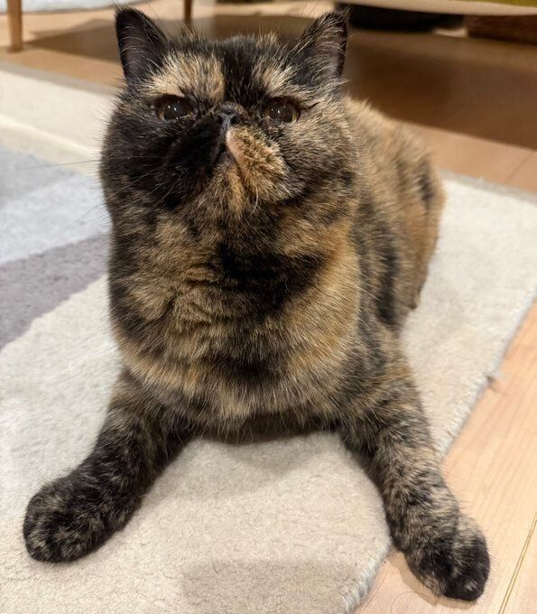 成長後の様子　キラキラとした目でゴハン待ちをするきなこちゃん