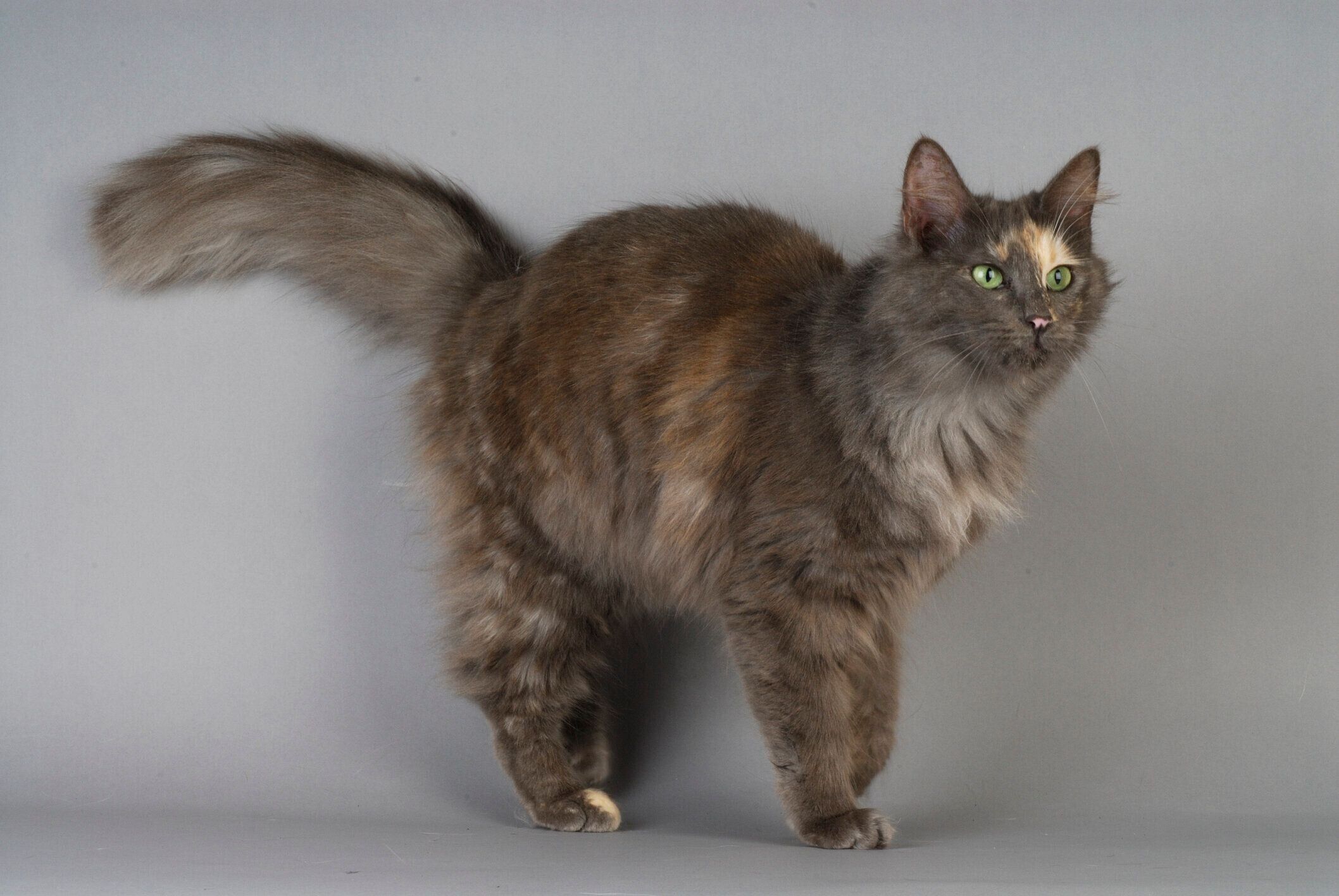 ターキッシュ・アンゴラ