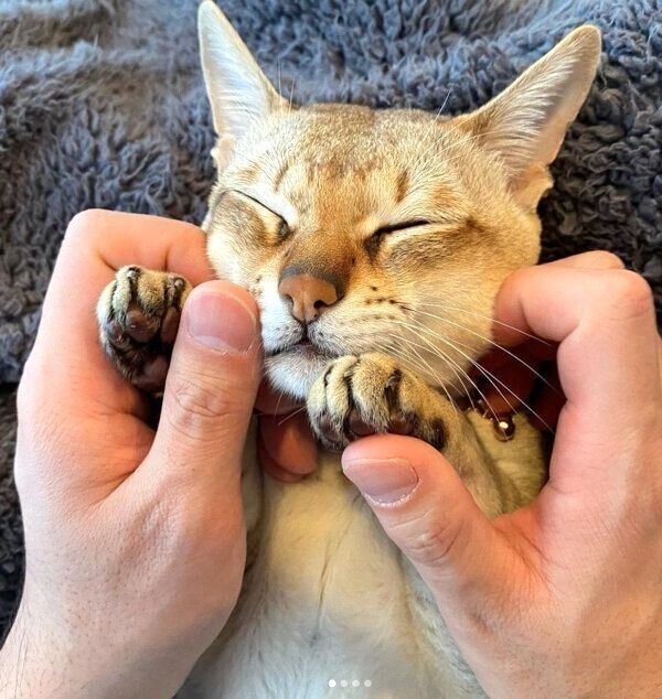 甘えるモルトくん