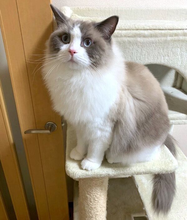 見つめるぽんたくん