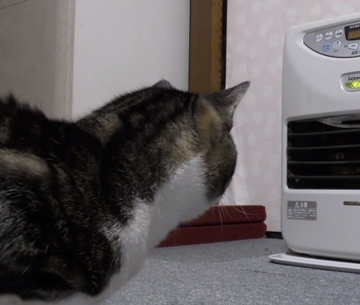 ストーブに当たる猫