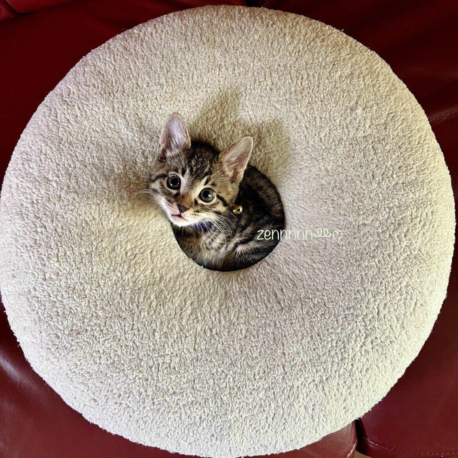 子猫時代のぜんくん　小さくてかわいらしい