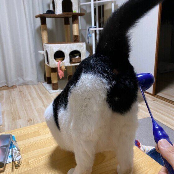 白黒猫のかつおちゃん