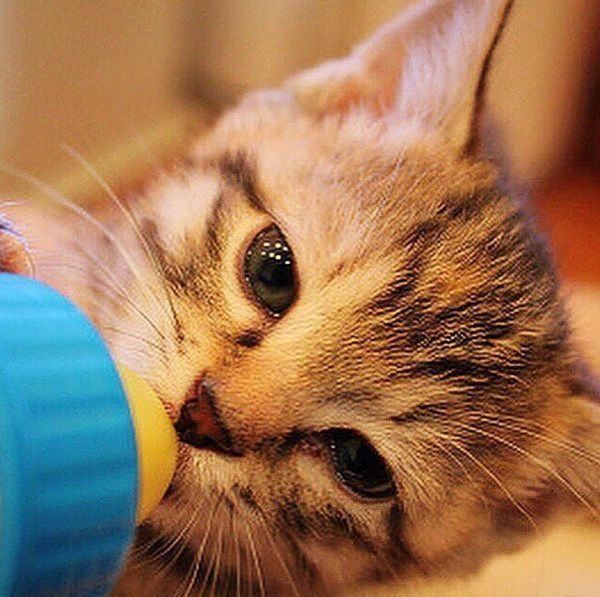 キジトラのクーちゃん