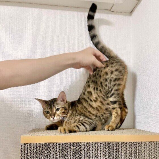 ベンガルのもちこちゃん