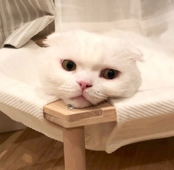 ハンモックでまったりするむくちゃん