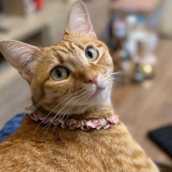 茶トラ猫のもなかちゃん