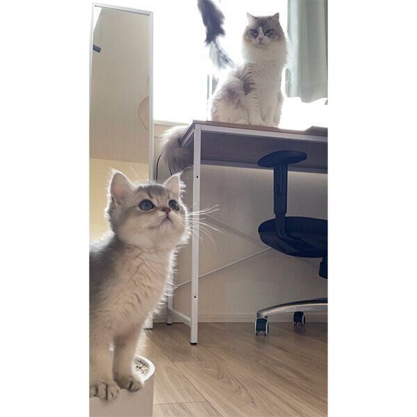 ミアちゃんのことを警戒する二コくん