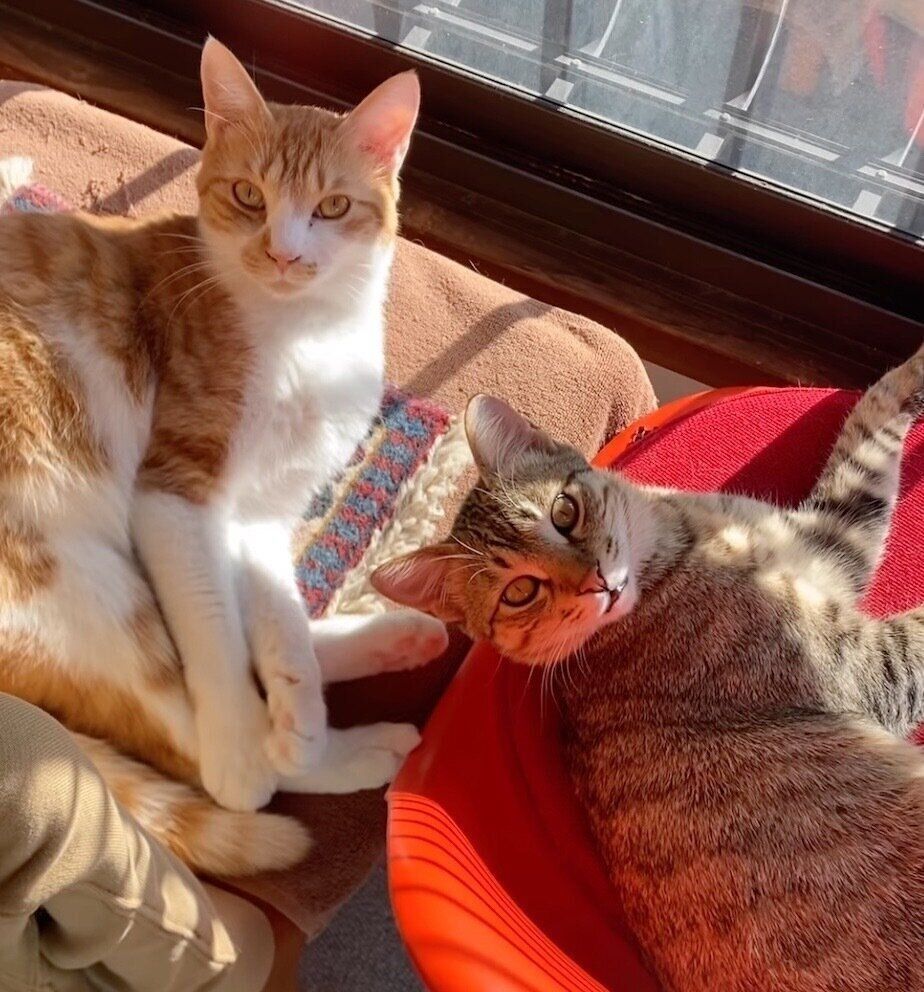 日向ぼっこするマロくん、ツナくん