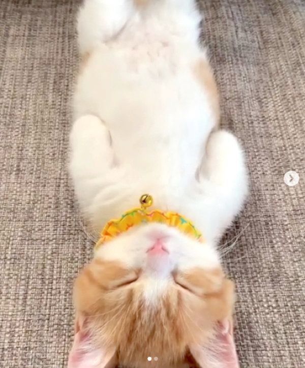 ヘソ天するマンチカン