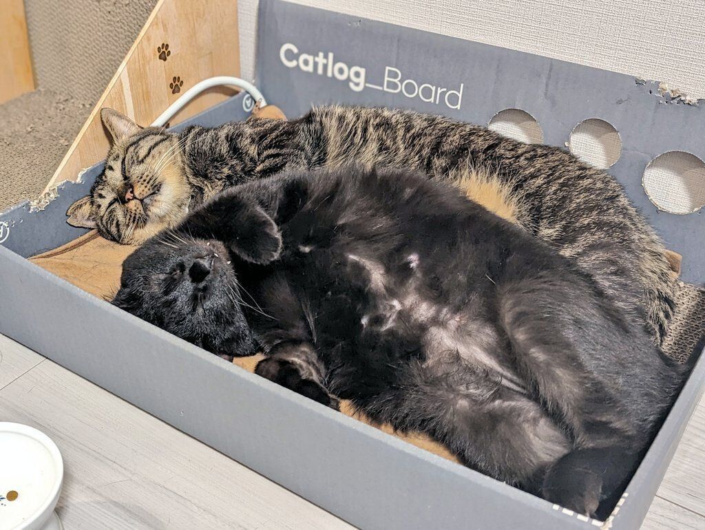 仲良く眠るリリちゃんと先住猫・烈くん