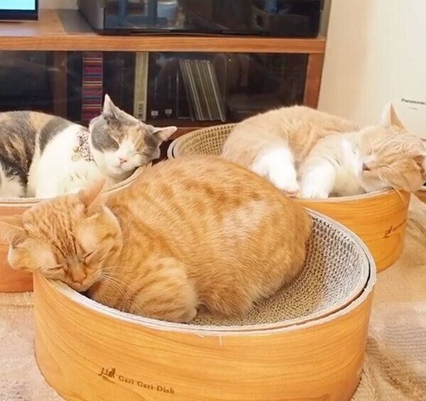 仲良く眠るマンチカン3姉妹