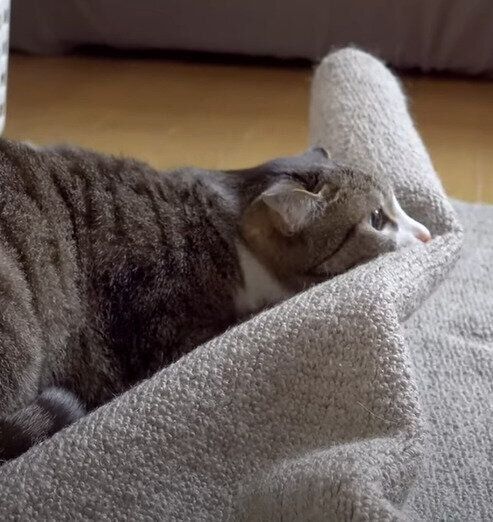 じ～っと見つめるおはぎちゃん