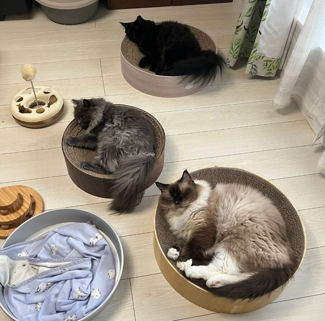 それぞれの爪とぎボウルに入るエメちゃん、トパくん、アクアくん