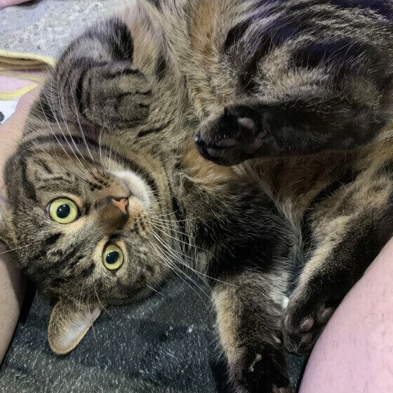 アメリカンショートヘア　アトム  