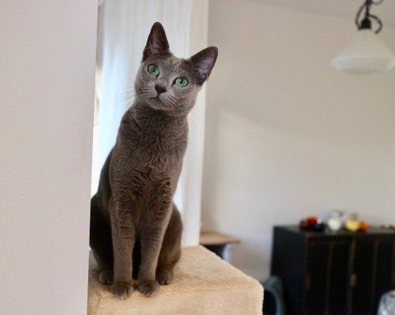 キャットタワーにいるロシアンブルー