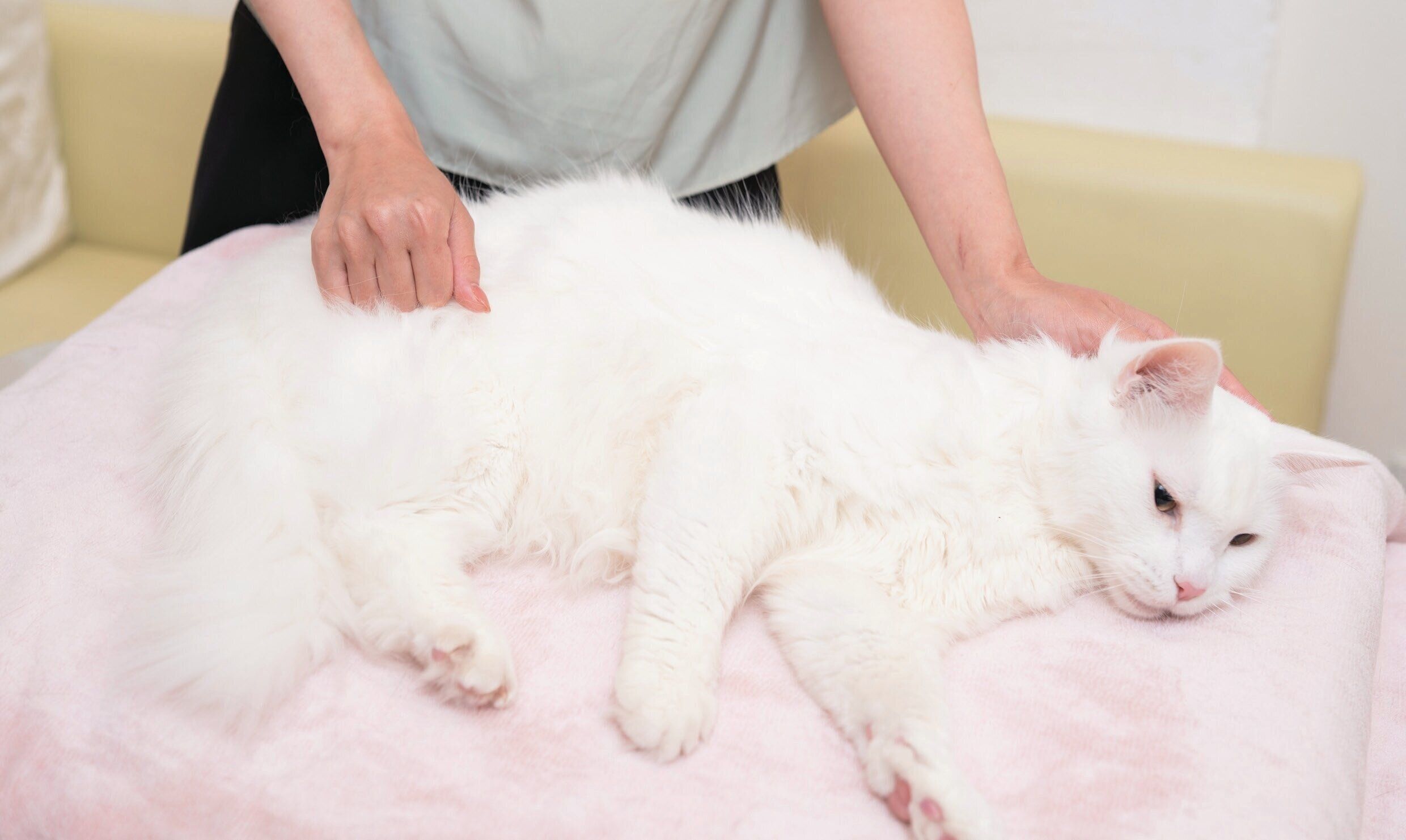 後ろ足をほぐすマッサージ