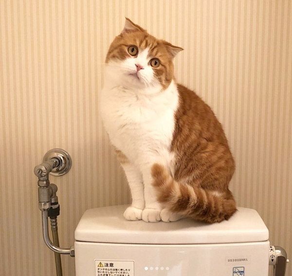 トイレでくつろぐスコティッシュフォールド