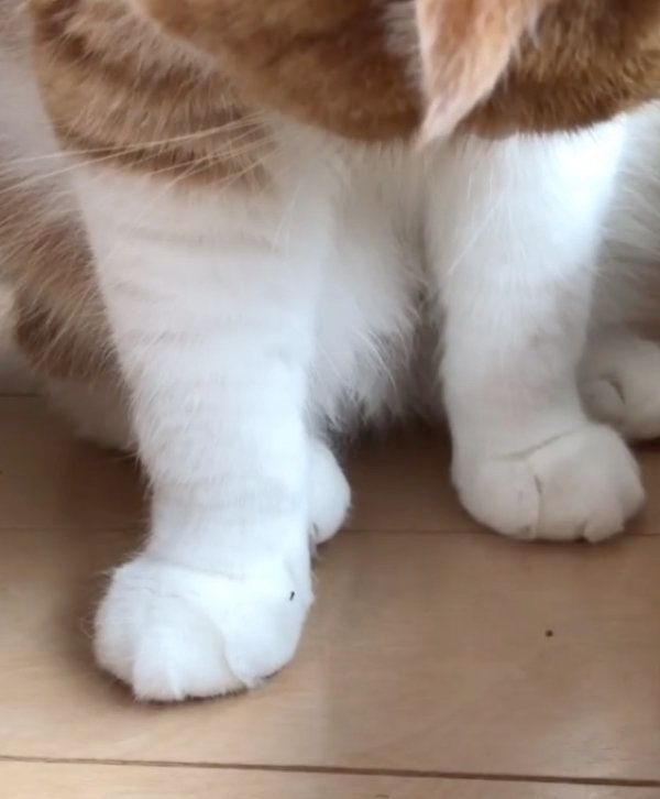 虫に翻弄されるスコティッシュフォールド