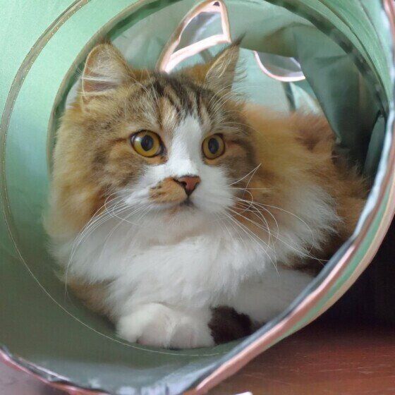 トンネルで遊ぶ絆くん