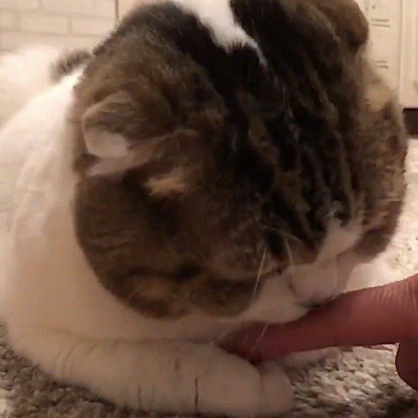 スコティッシュフォールド