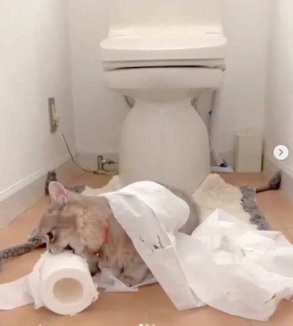 トイレットペーパーで遊ぶ猫