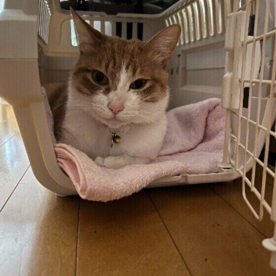 お気に入りのキャリーに入る茶白猫