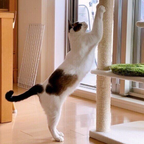 Mix（茶×白）の藍太郎くん♪