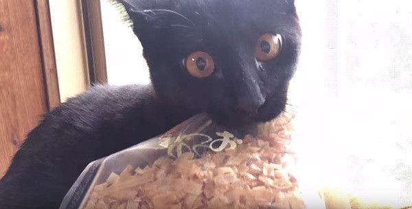 かつおぶしと黒猫