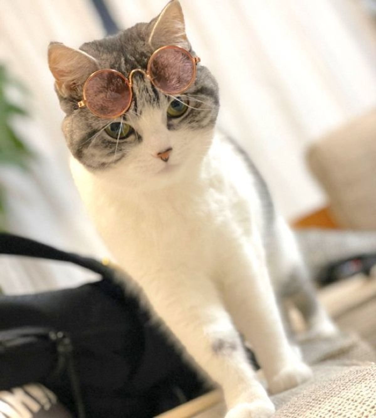 イケメン過ぎてビビる 圧倒的セレブ感 サングラスの外し方が最高な猫に大反響 ねこのきもちweb Magazine イケメン過ぎてビビる 圧倒的セレブ感 サングラスの外し方が最高な猫に大反響 ねこのきもちweb Magazine