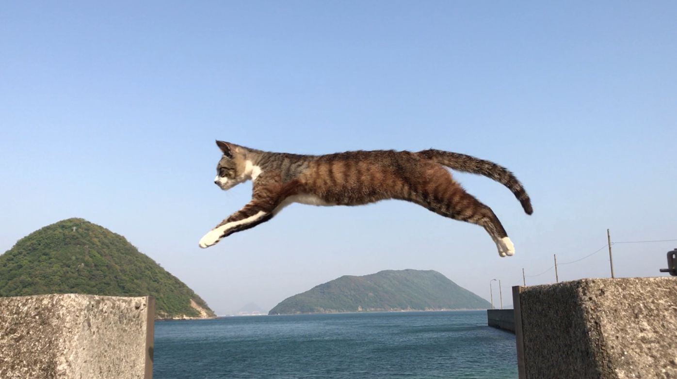 知ってる 猫の優れたジャンプ力の秘密 ねこのきもちweb Magazine 知ってる 猫の優れたジャンプ力の秘密 ねこのきもちweb Magazine