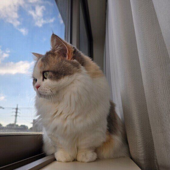 ニャルソックをするミヌエット