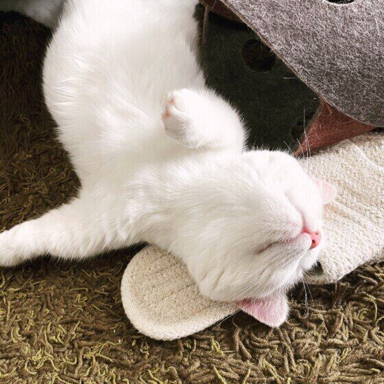 眠いマンチカン