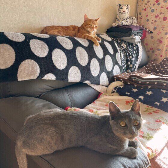 朝の運動会後に休む猫たち