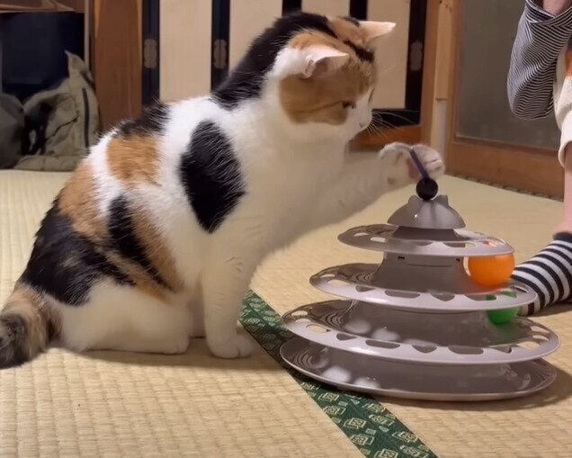 ヒモを触ってみるミケちゃん