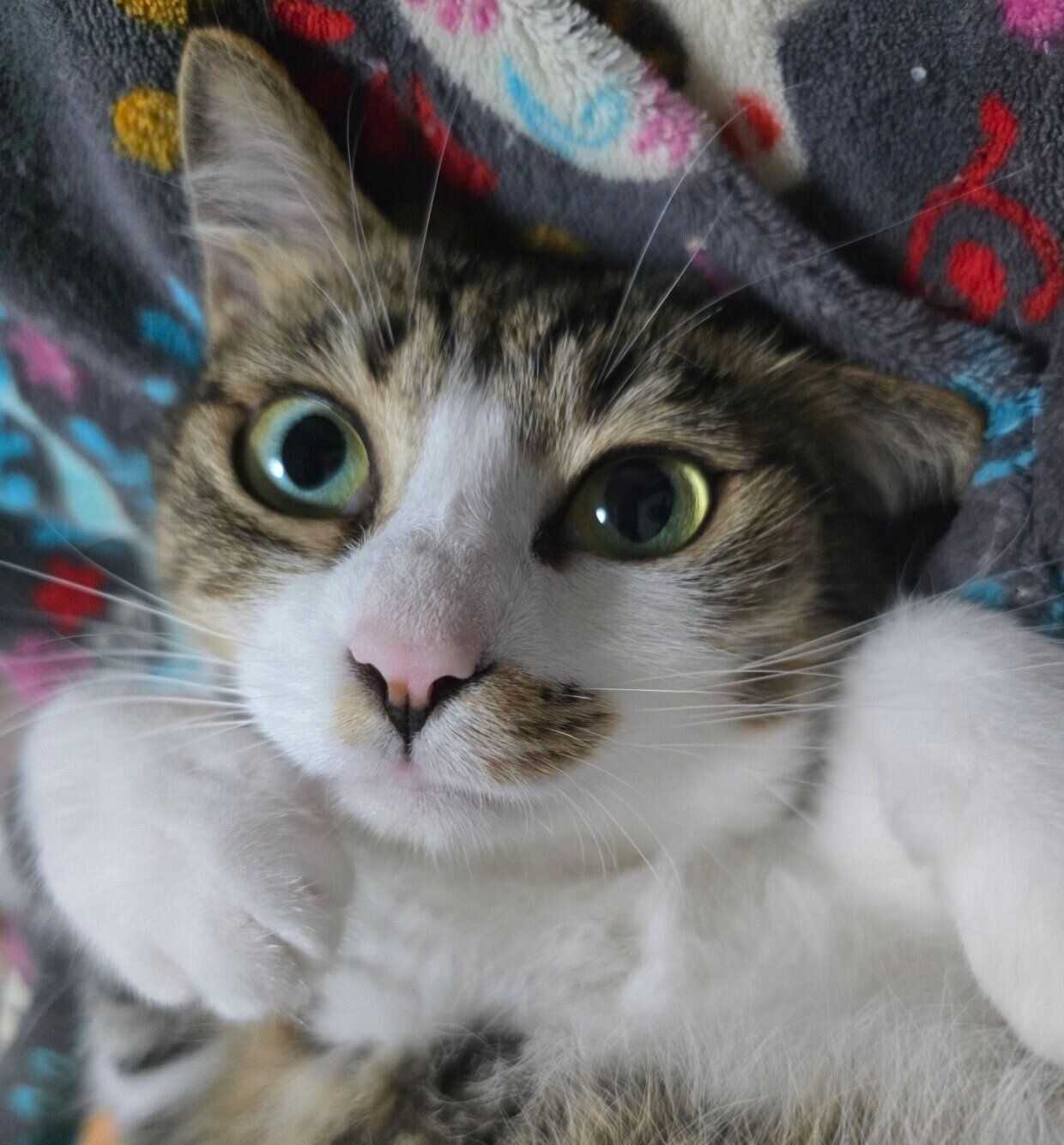 あざといポーズをするまりもちゃん