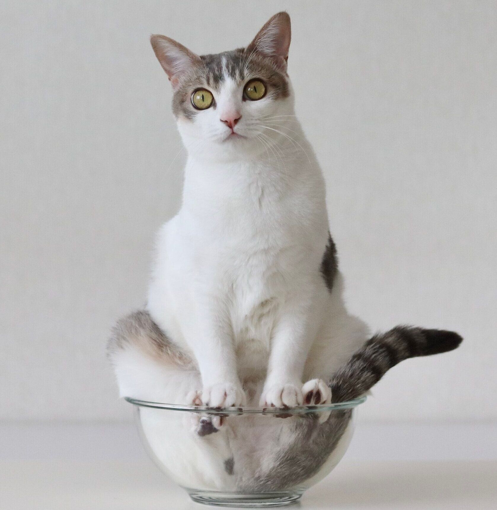 1才1カ月のころに撮影したアメリちゃん