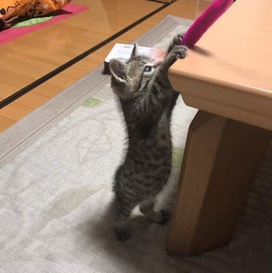 キジトラのミープルちゃん