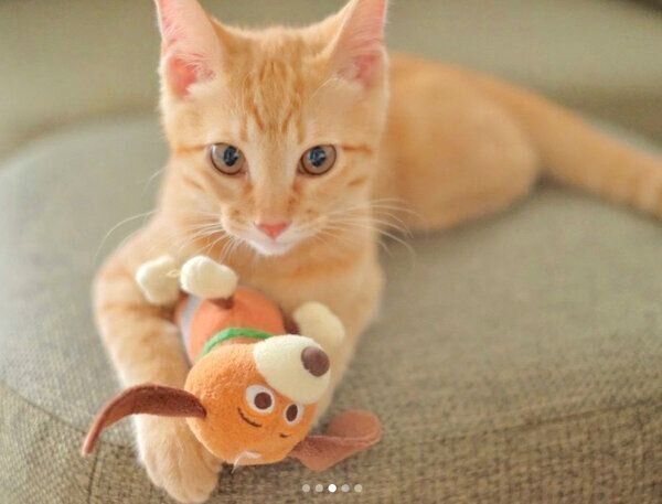 おもちゃで遊ぶみゃおちゃん