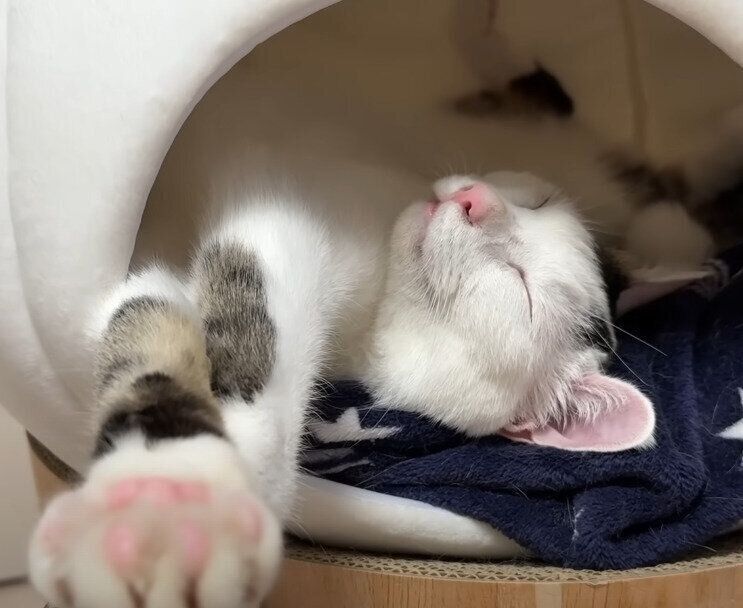 独特な寝相の猫