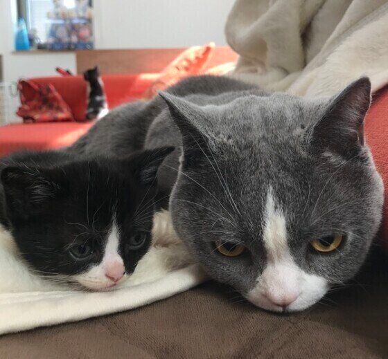 ジェラくんと子猫