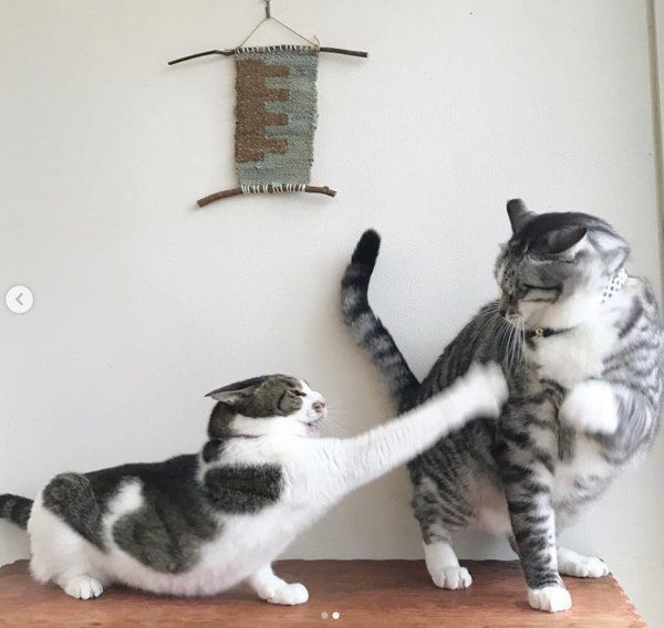 猫のうさこちゃんと春太郎くん