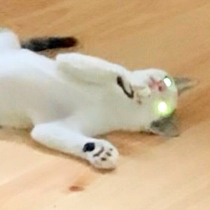 光った目がかっこいいコネコ様