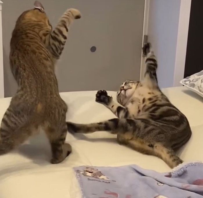 仲よし猫姉妹