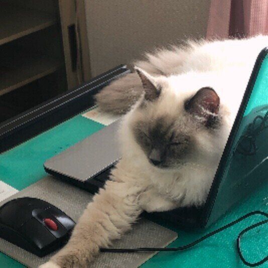 パソコンを我が物顔で占拠するラグドールの米丸くん
