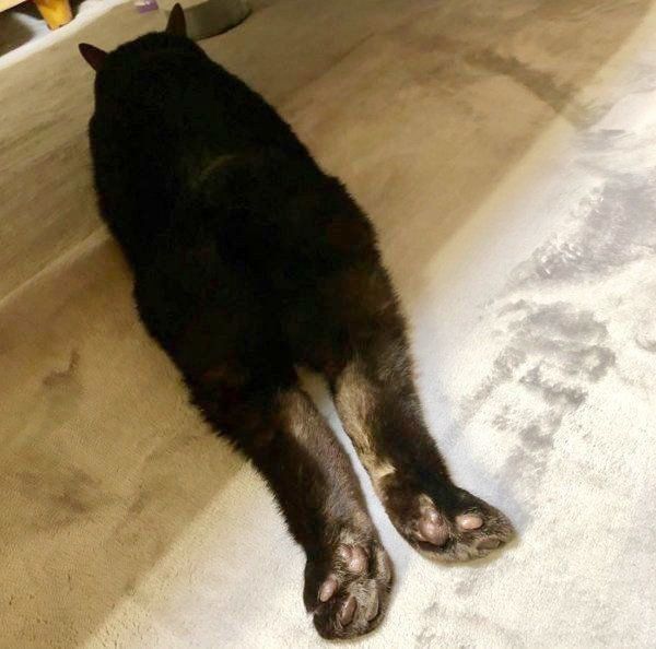 棒みたいに眠る黒猫