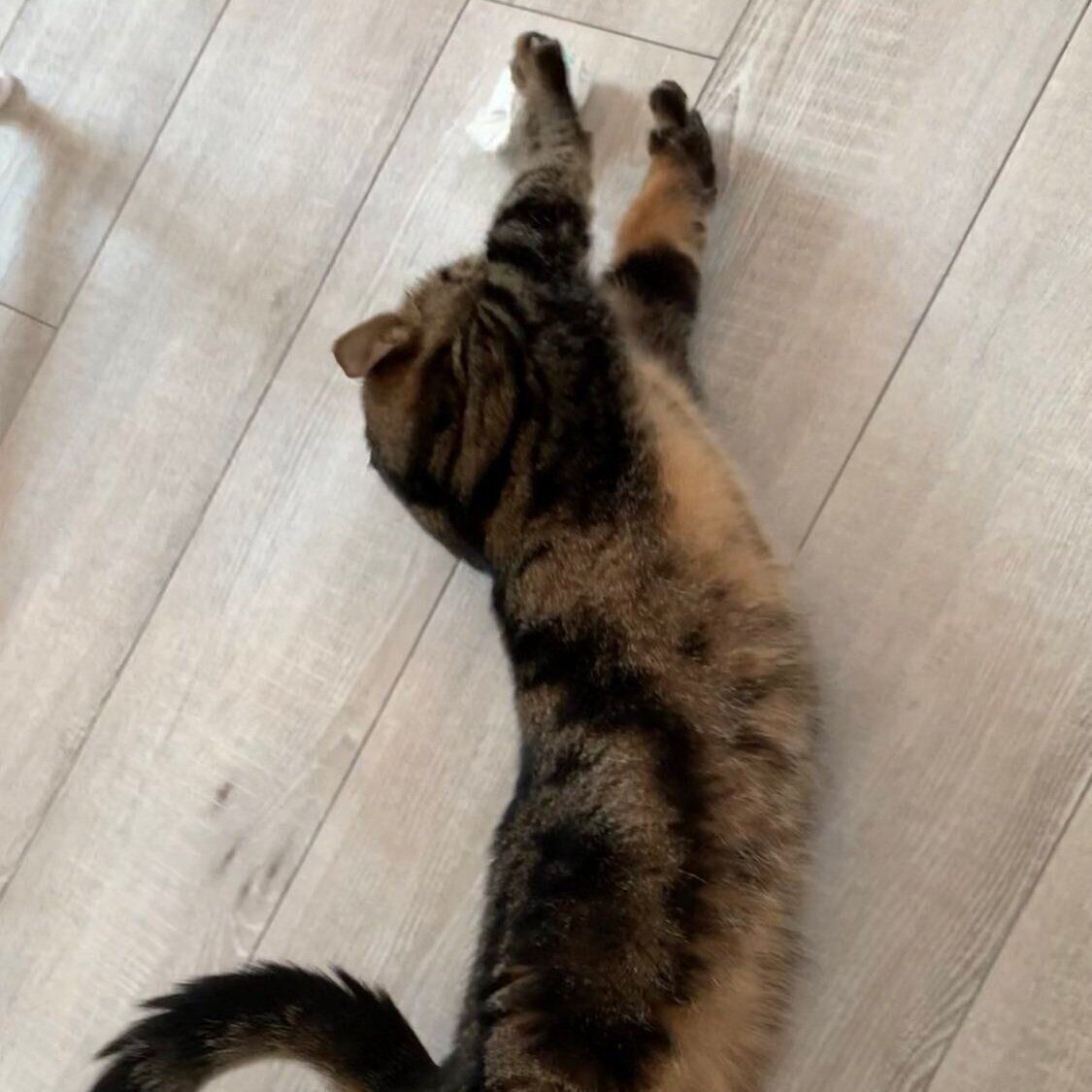 朝のストレッチをするウルくん